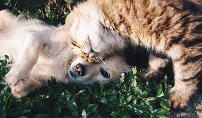Veterinary Medicine