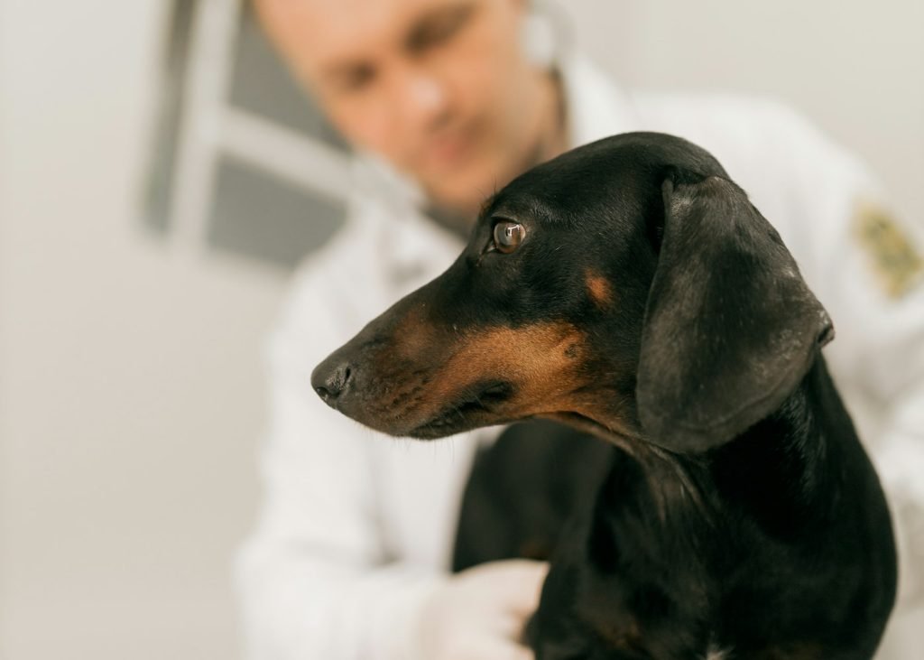 Veterinarian examining a dog